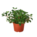 Peperomia 'Glabella' - Holiday Corner