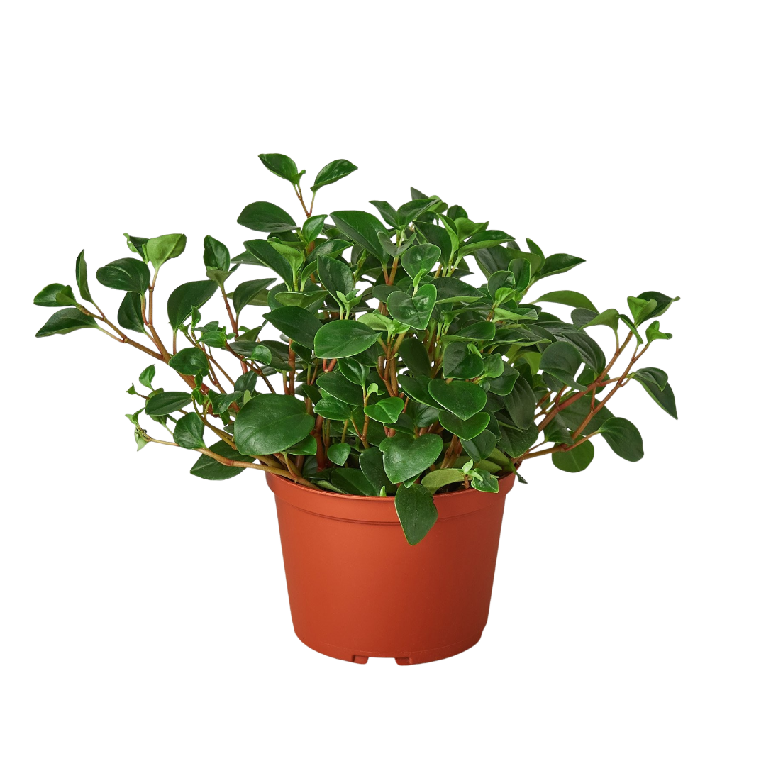 Peperomia 'Glabella' - Holiday Corner