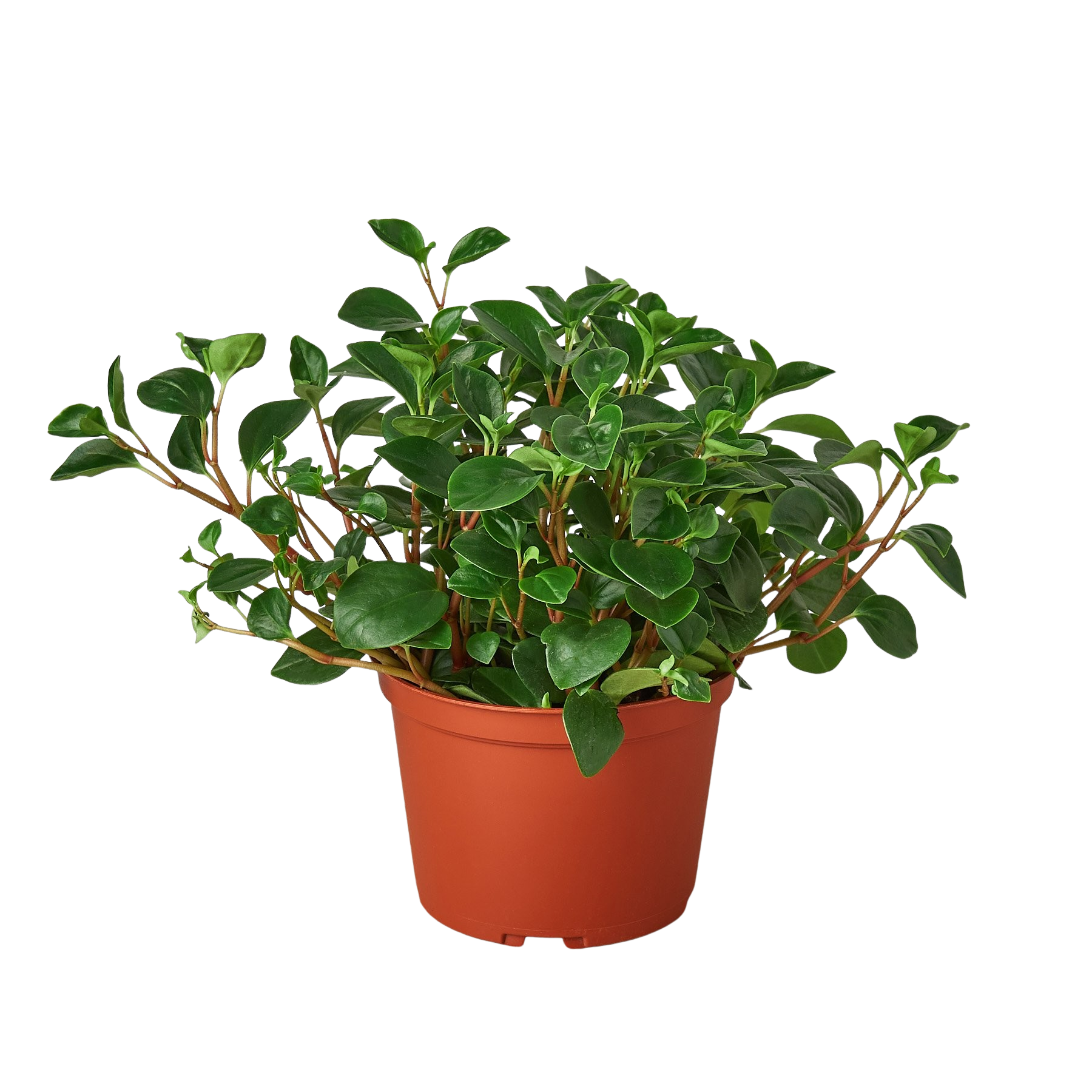 Peperomia 'Glabella' - Holiday Corner