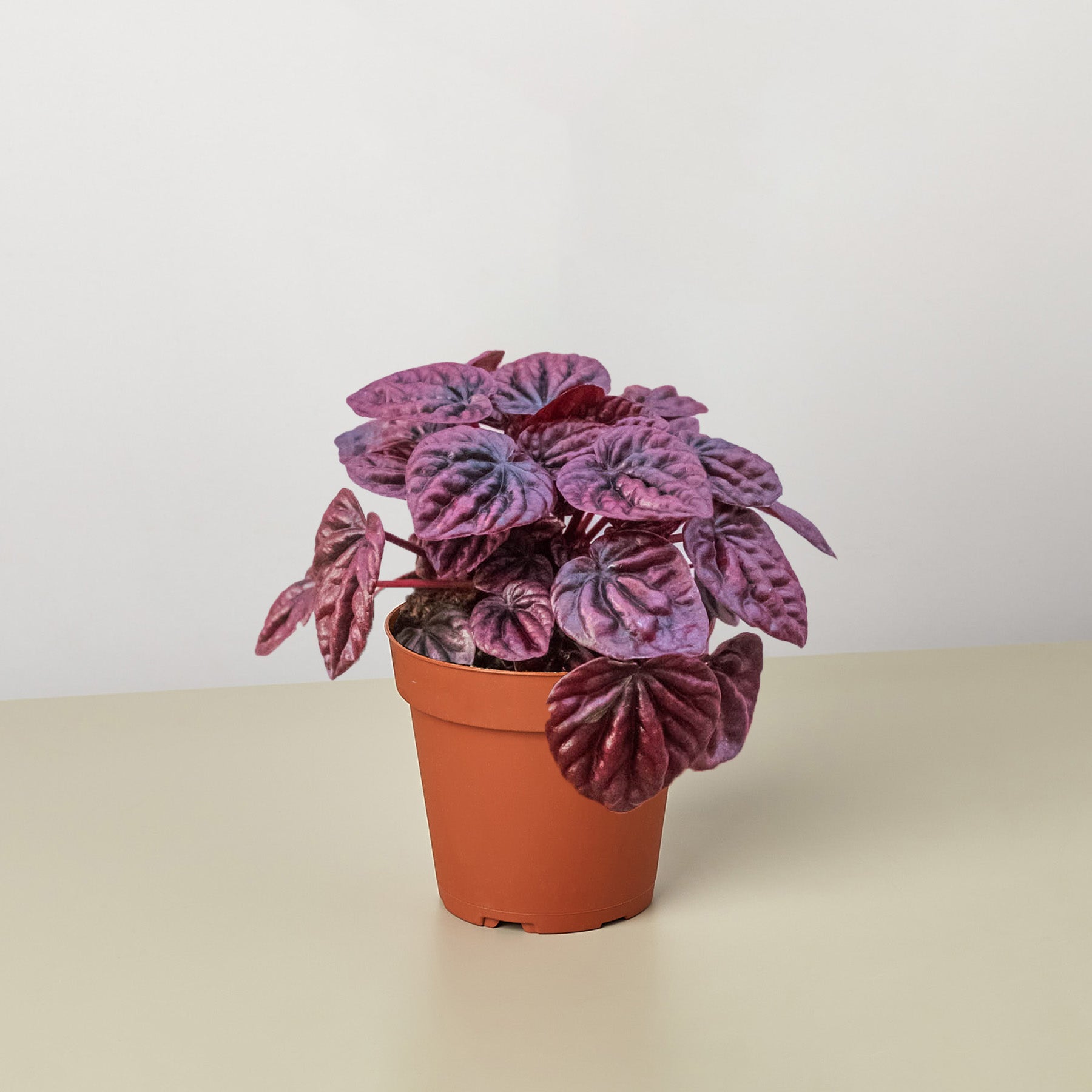 Peperomia 'Ripple Red' - Holiday Corner