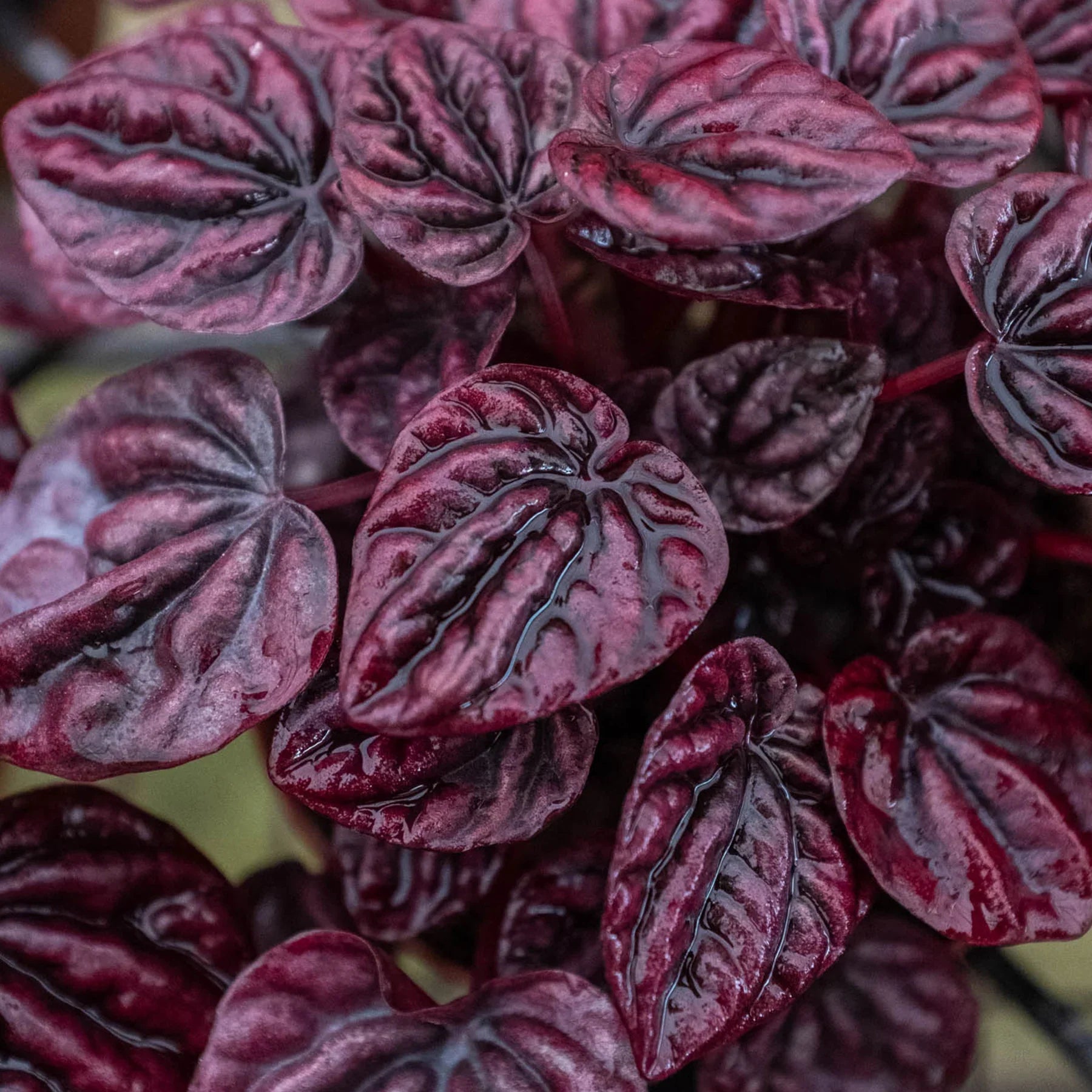 Peperomia 'Ripple Red' - Holiday Corner