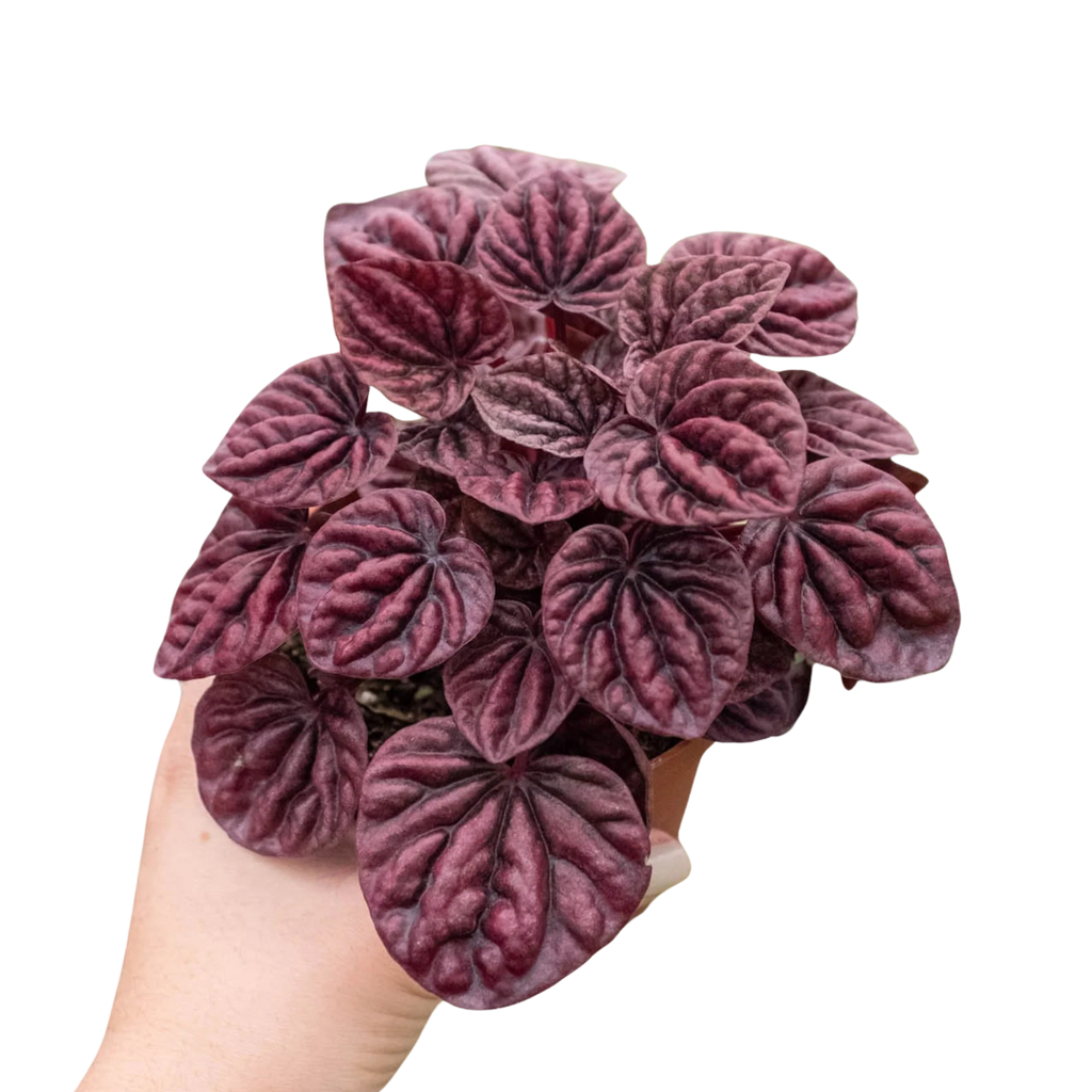 Peperomia 'Ripple Red' - Holiday Corner