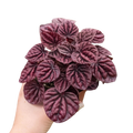 Peperomia 'Ripple Red' - Holiday Corner