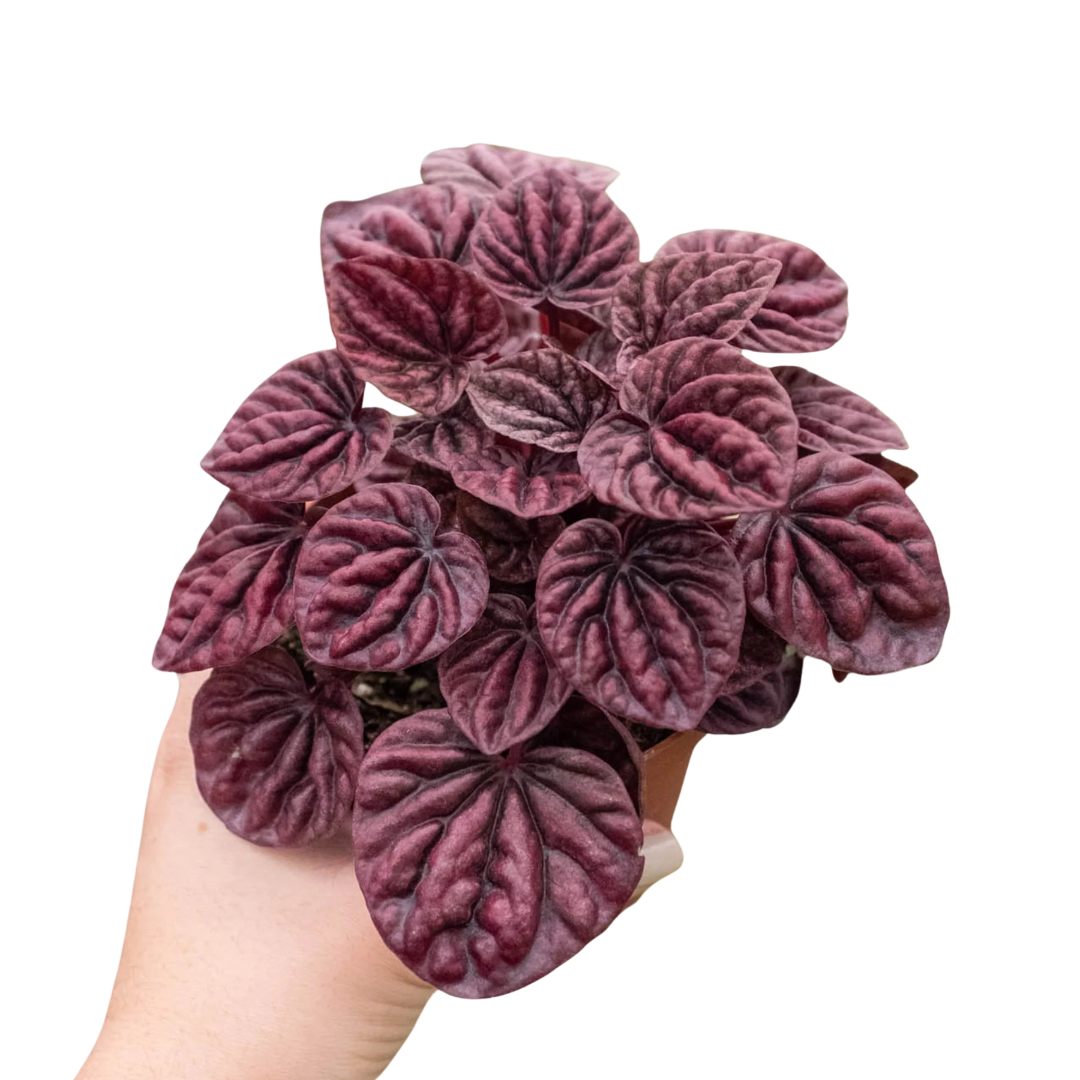 Peperomia 'Ripple Red' - Holiday Corner