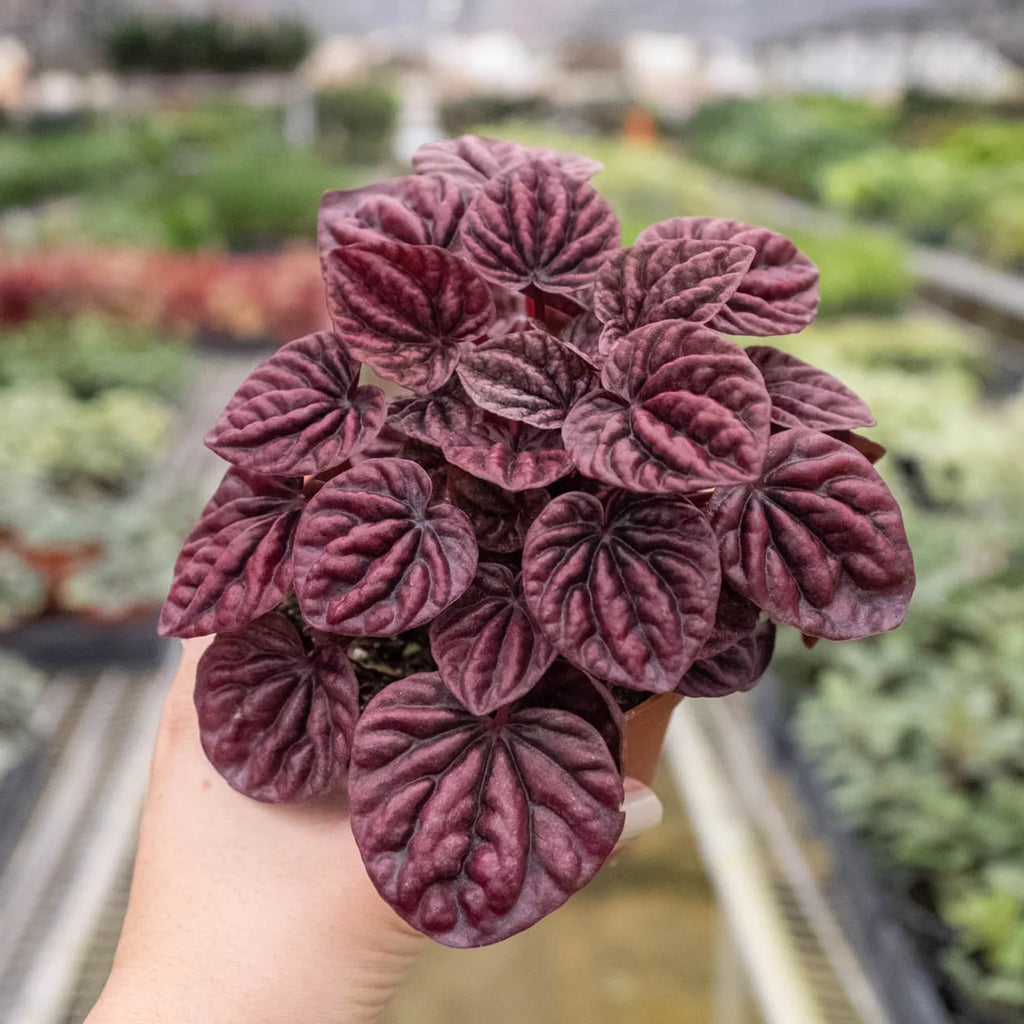 Peperomia 'Ripple Red' - Holiday Corner