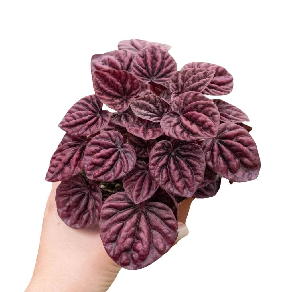 Peperomia 'Ripple Red' - Holiday Corner