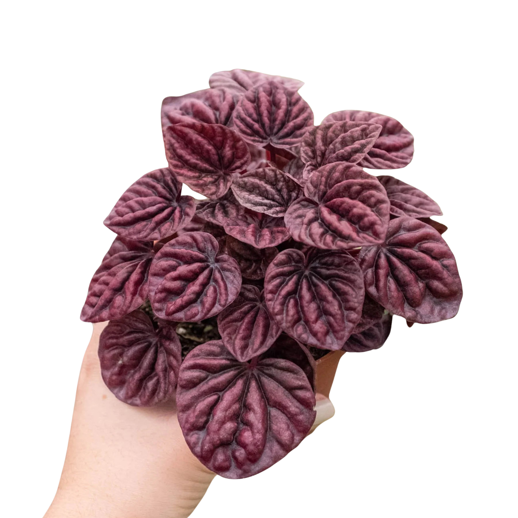 Peperomia 'Ripple Red' - Holiday Corner