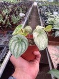 Peperomia 'Watermelon Variegated' - Holiday Corner