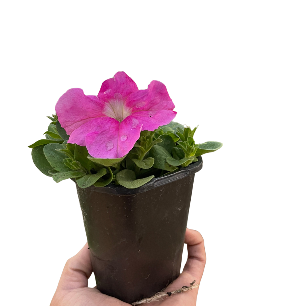 Petunia - Holiday Corner