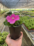 Petunia - Holiday Corner