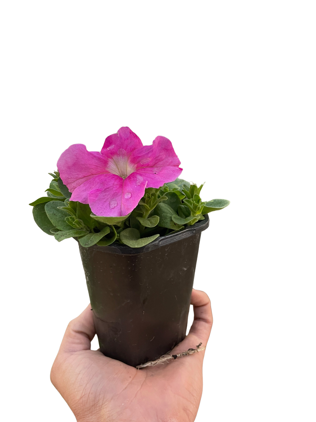 Petunia - Holiday Corner
