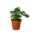 Philodendron 'Atom' - Holiday Corner