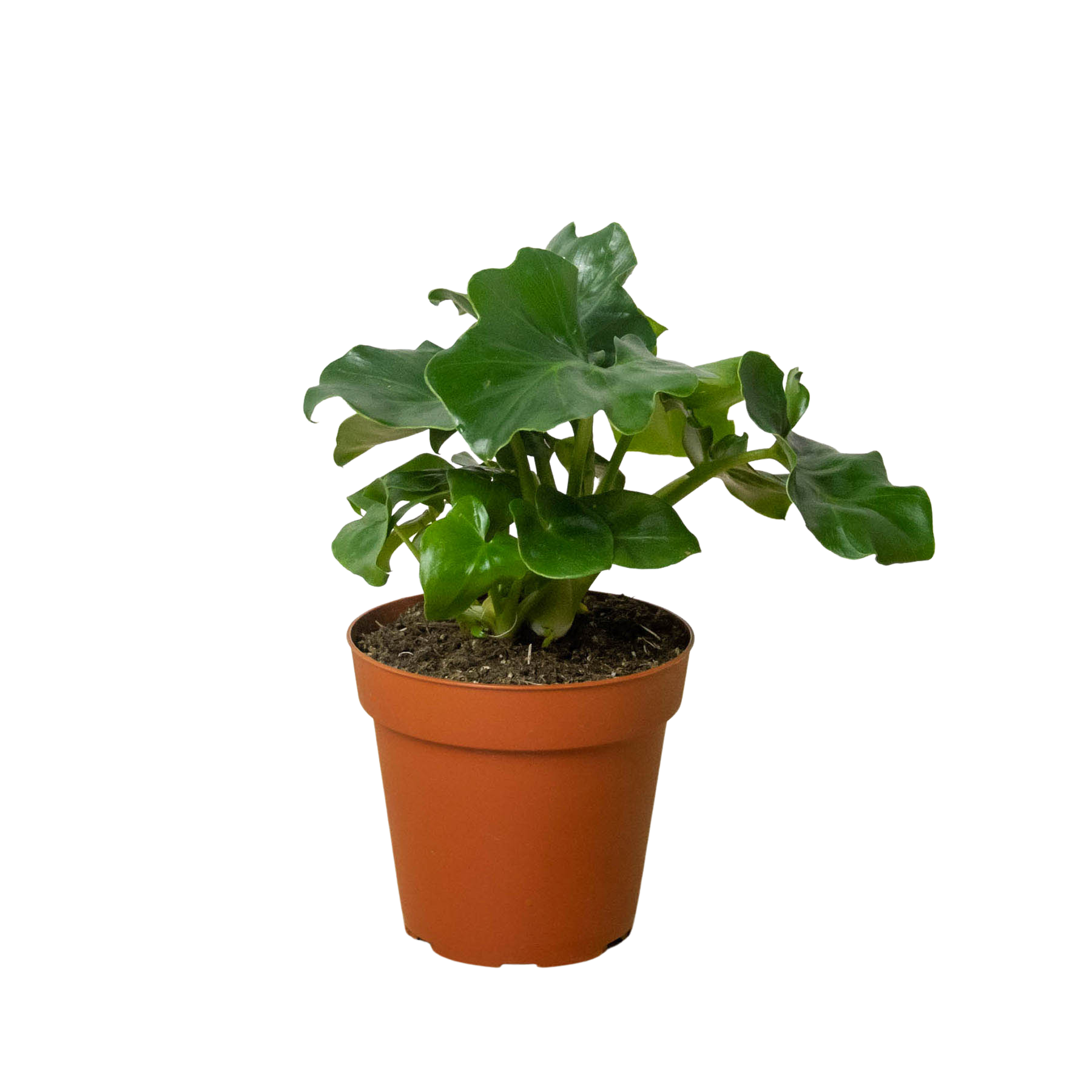 Philodendron 'Atom' - Holiday Corner
