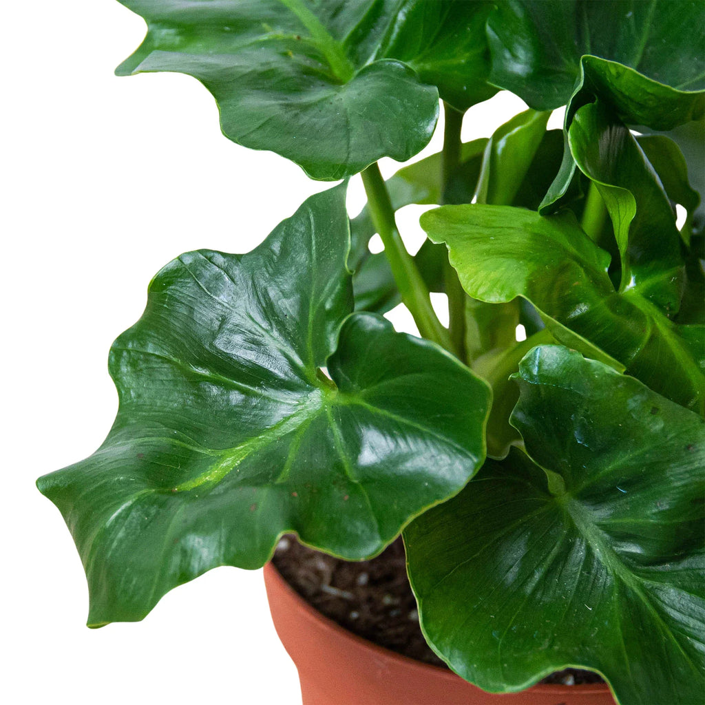 Philodendron 'Atom' - Holiday Corner