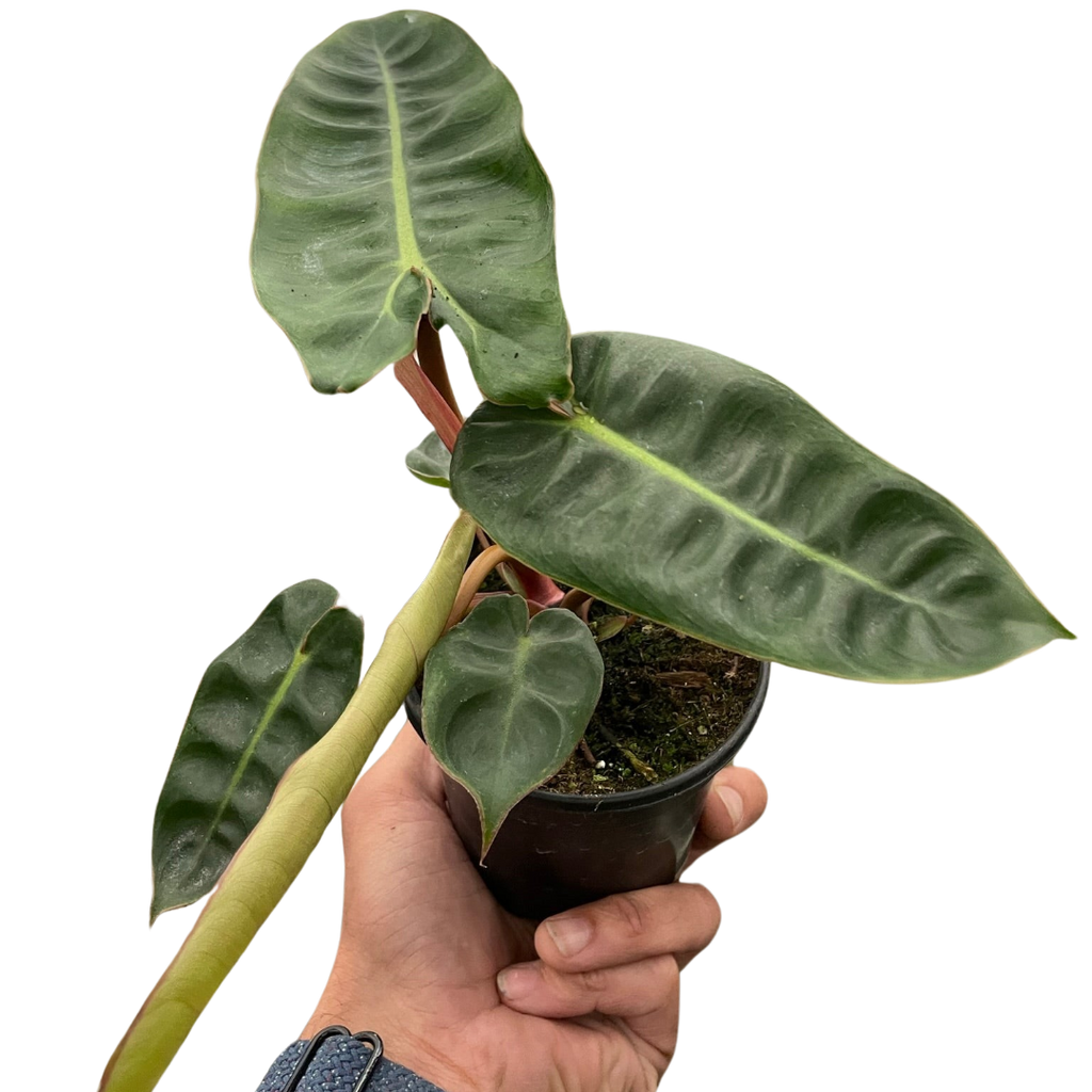 Philodendron 'Billietiae' - Holiday Corner
