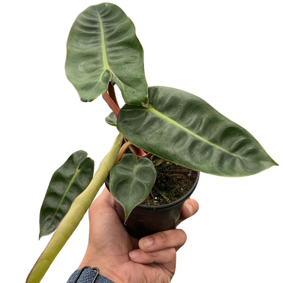 Philodendron 'Billietiae' - Holiday Corner