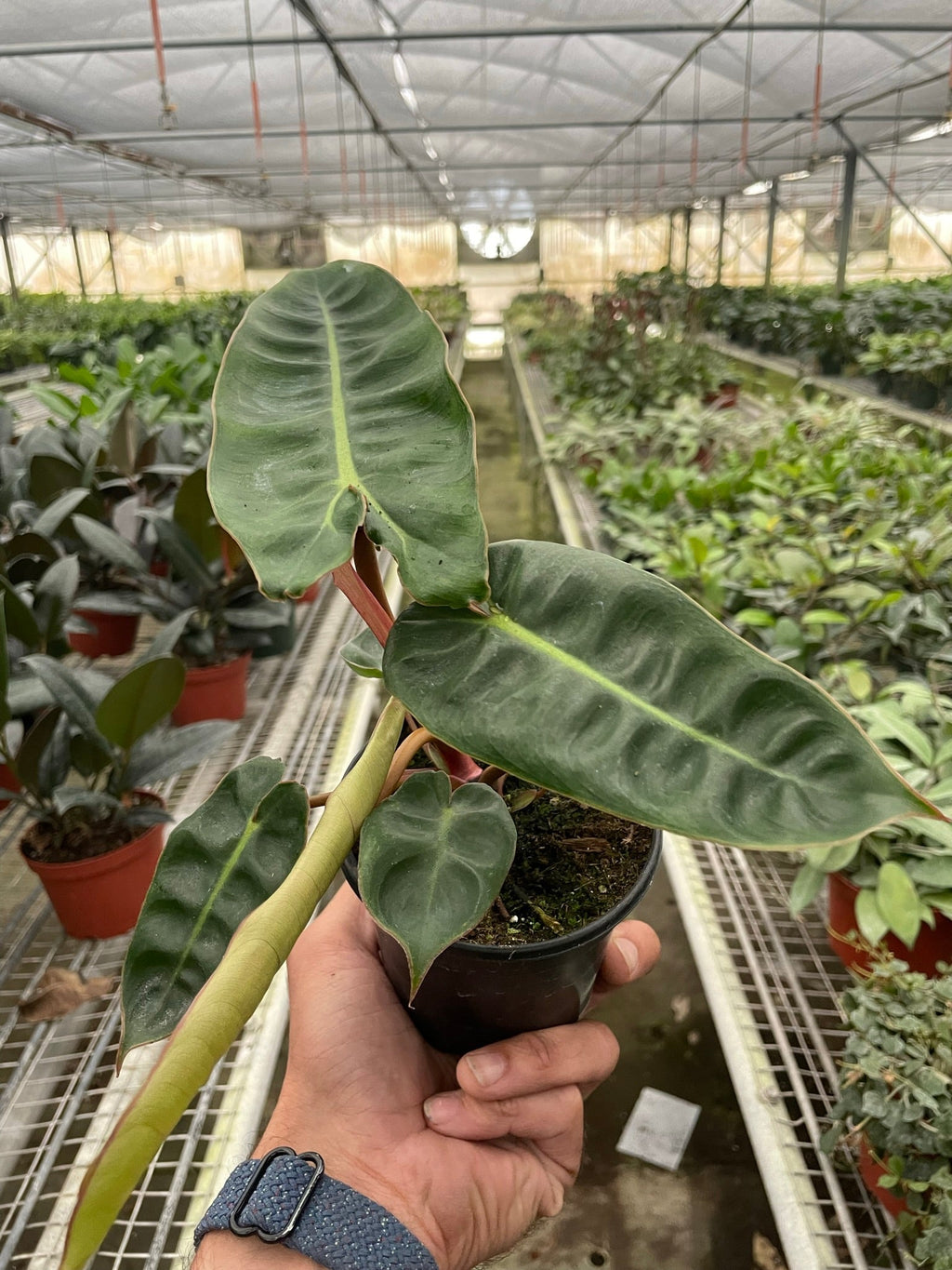 Philodendron 'Billietiae' - Holiday Corner