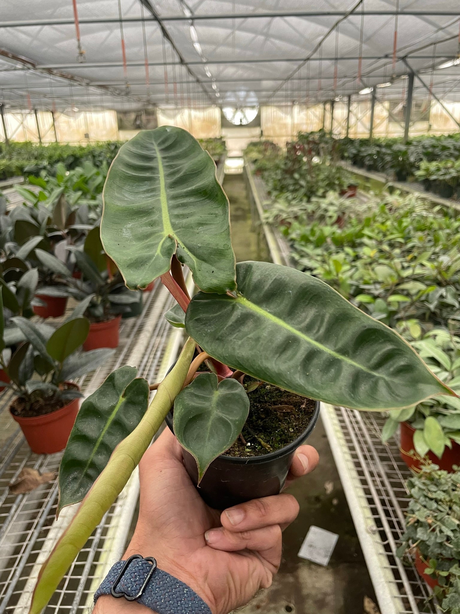 Philodendron 'Billietiae' - Holiday Corner