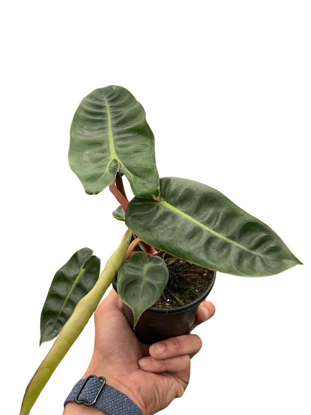 Philodendron 'Billietiae' - Holiday Corner