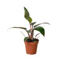 Philodendron 'Birkin Pink' - Holiday Corner