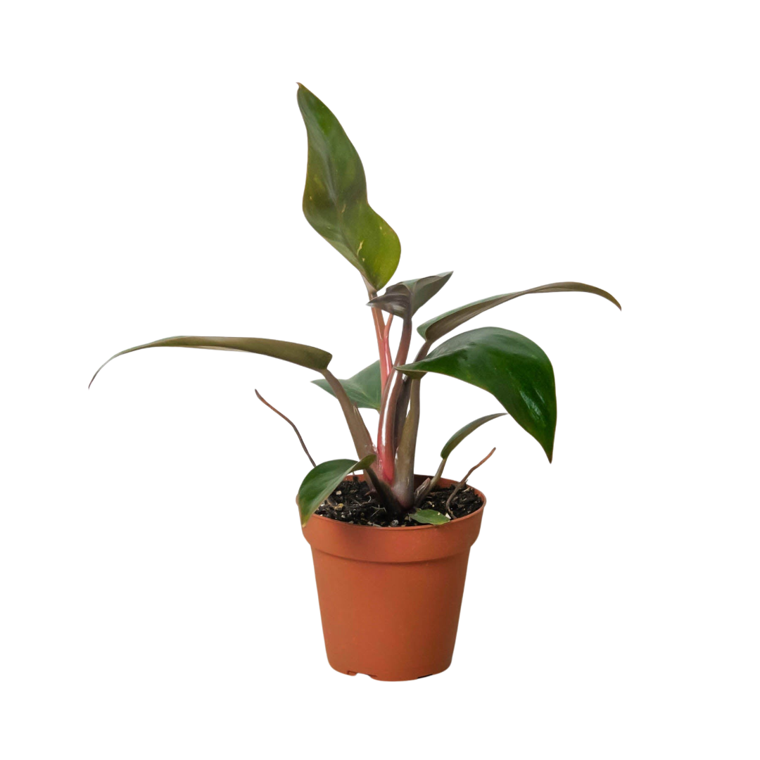 Philodendron 'Birkin Pink' - Holiday Corner