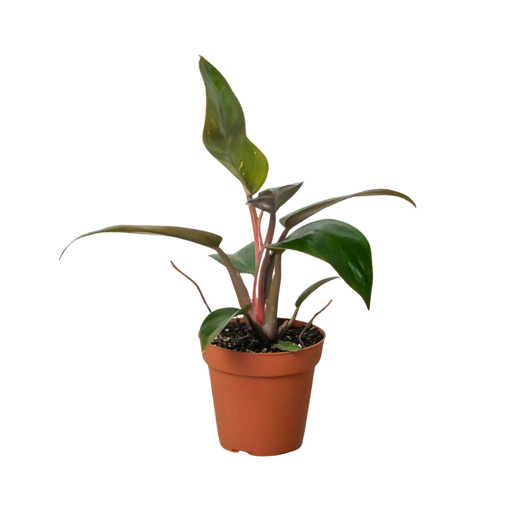 Philodendron 'Birkin Pink' - Holiday Corner