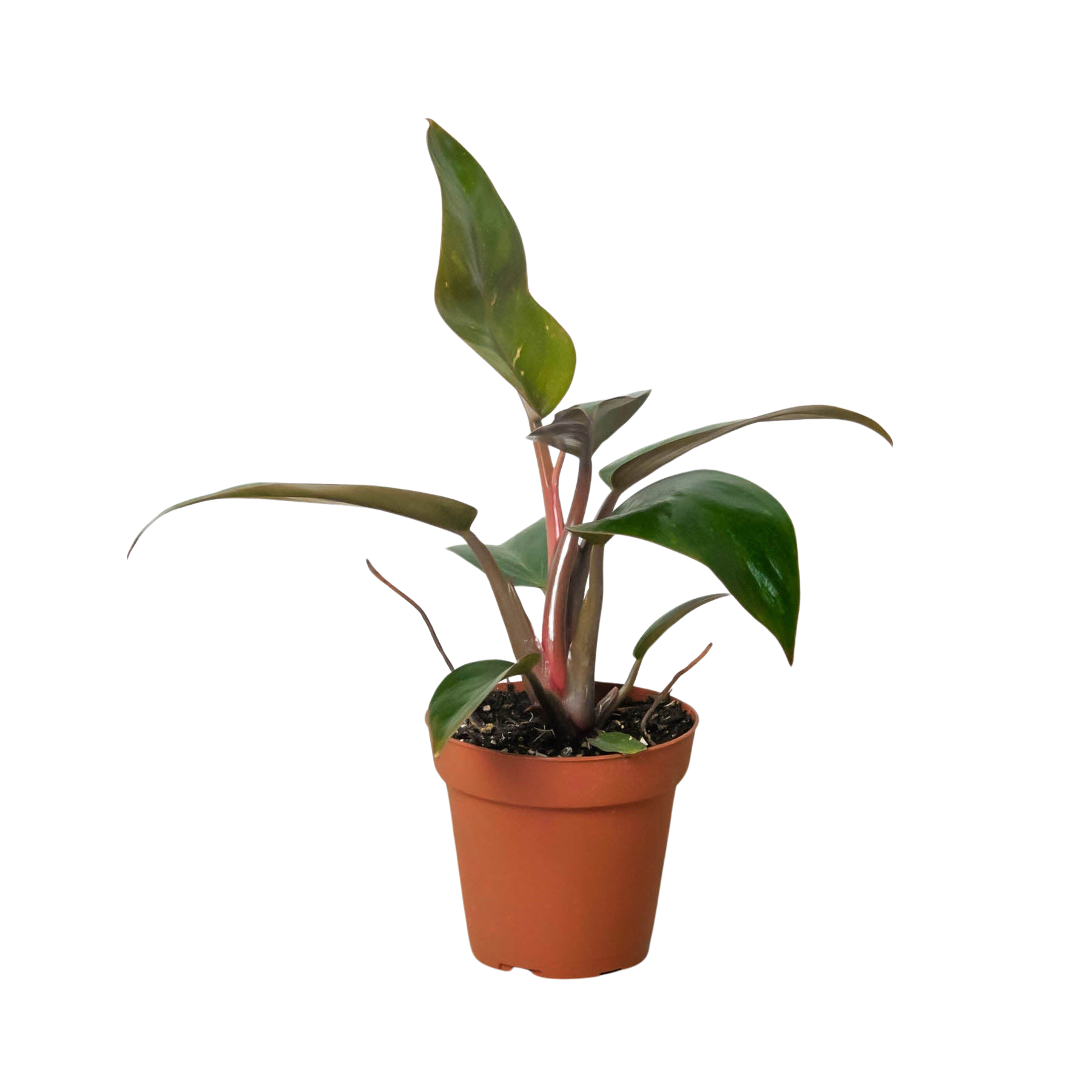 Philodendron 'Birkin Pink' - Holiday Corner
