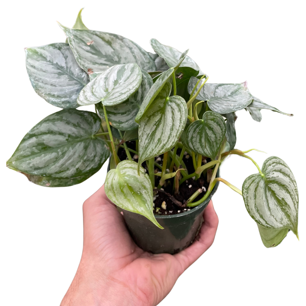 Philodendron 'Brandi' - Holiday Corner