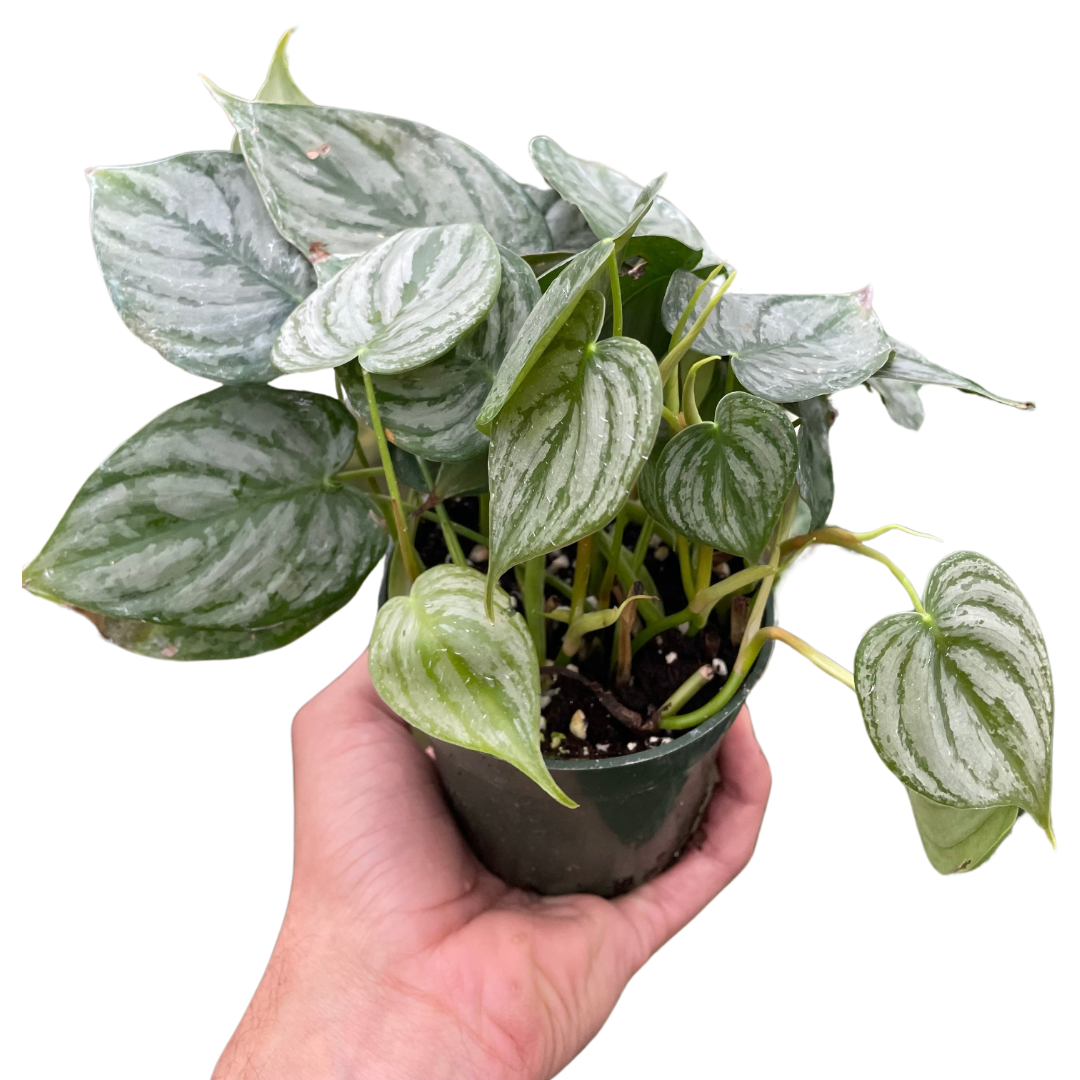 Philodendron 'Brandi' - Holiday Corner