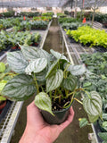 Philodendron 'Brandi' - Holiday Corner