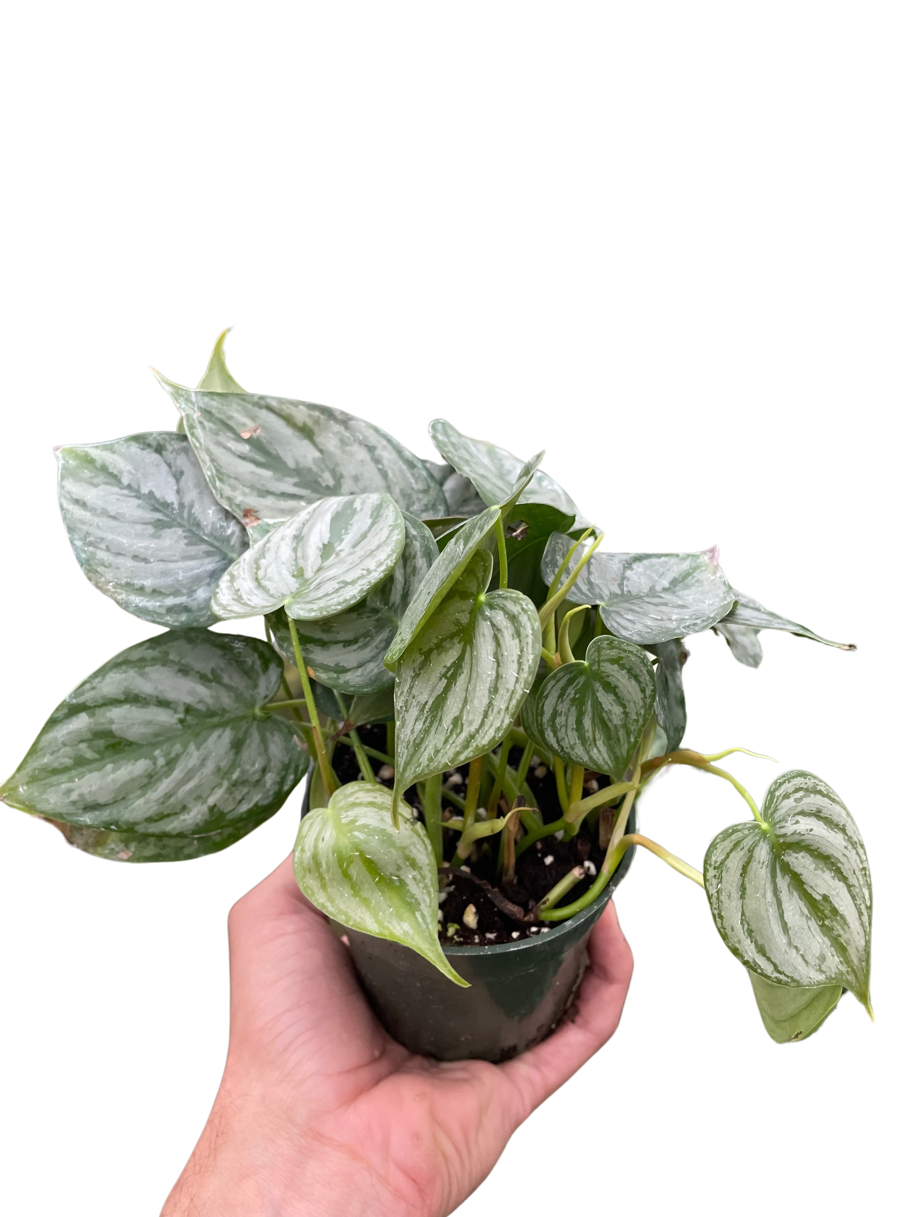 Philodendron 'Brandi' - Holiday Corner