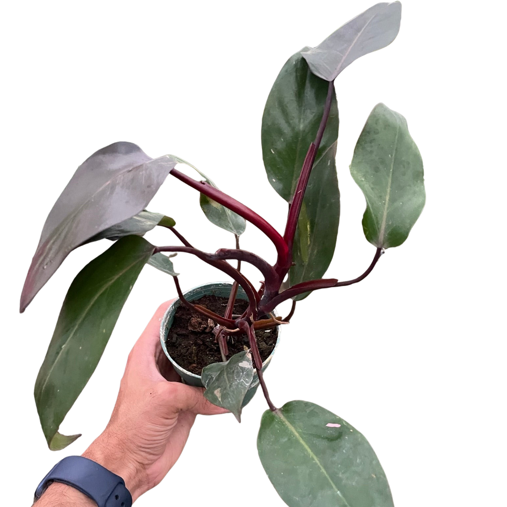 Philodendron 'Burgundy Princess' (Reverted Pink Princess) - B-Grade - Holiday Corner