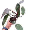 Philodendron 'Burgundy Princess' (Reverted Pink Princess) - B-Grade - Holiday Corner