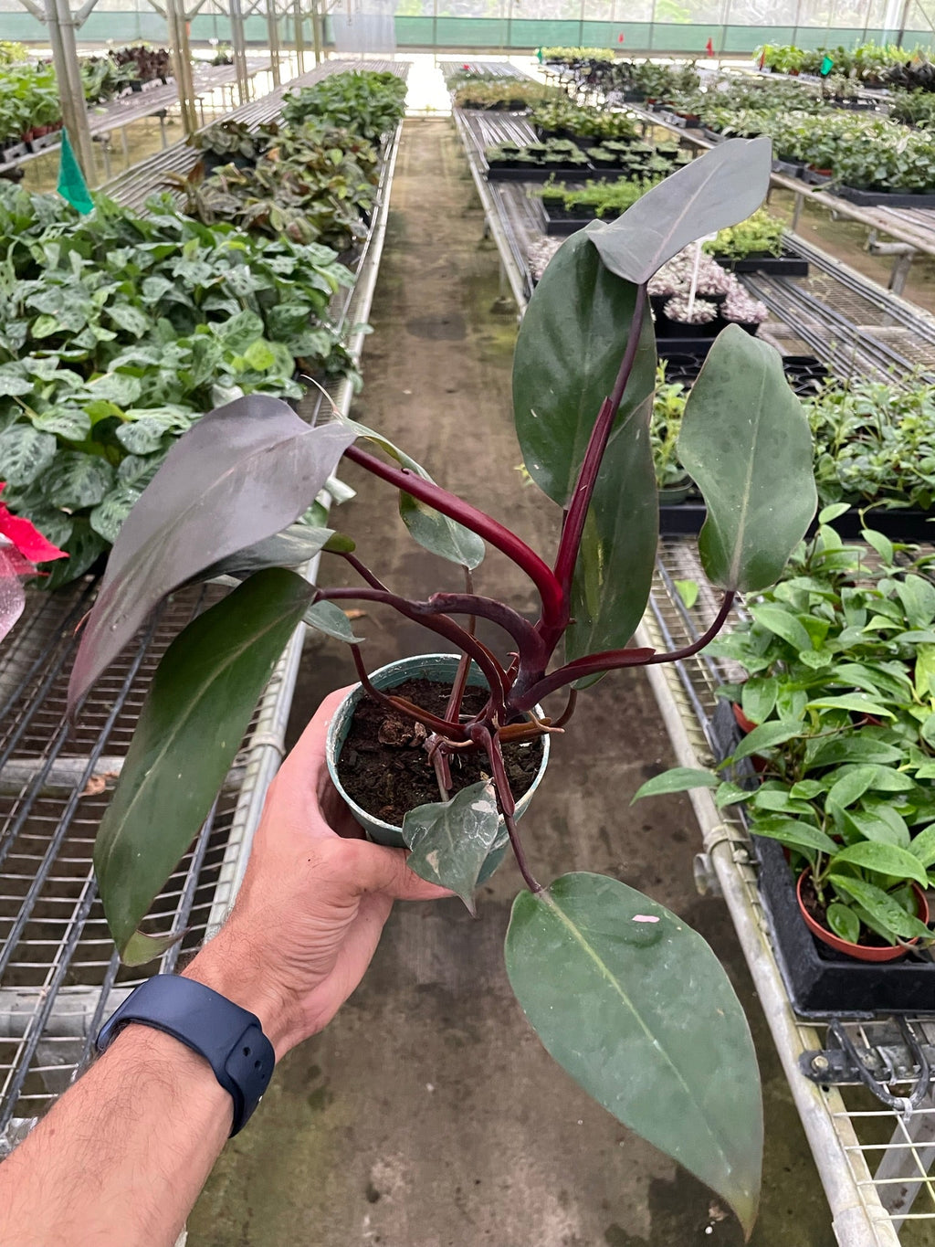 Philodendron 'Burgundy Princess' (Reverted Pink Princess) - B-Grade - Holiday Corner