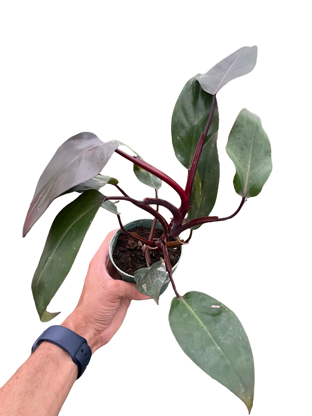 Philodendron 'Burgundy Princess' (Reverted Pink Princess) - B-Grade - Holiday Corner