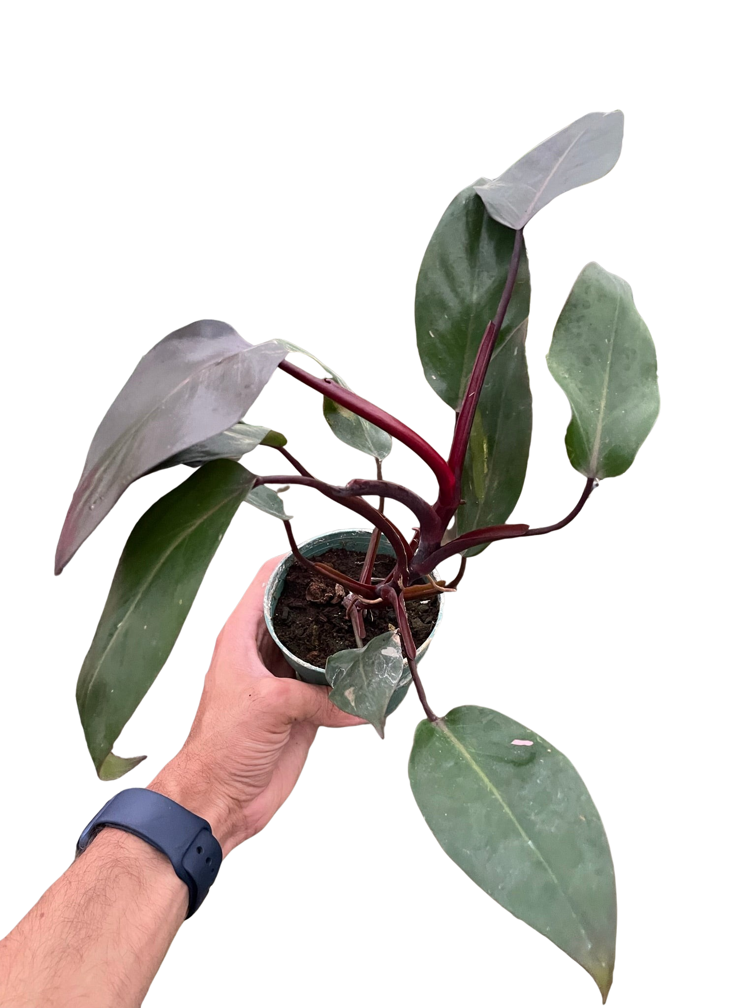 Philodendron 'Burgundy Princess' (Reverted Pink Princess) - B-Grade - Holiday Corner