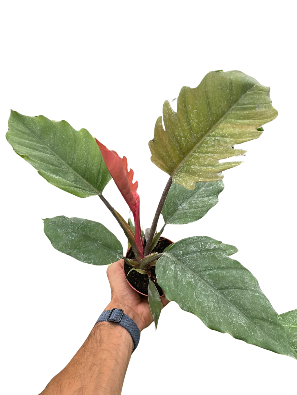 Philodendron Choco Empress - Holiday Corner