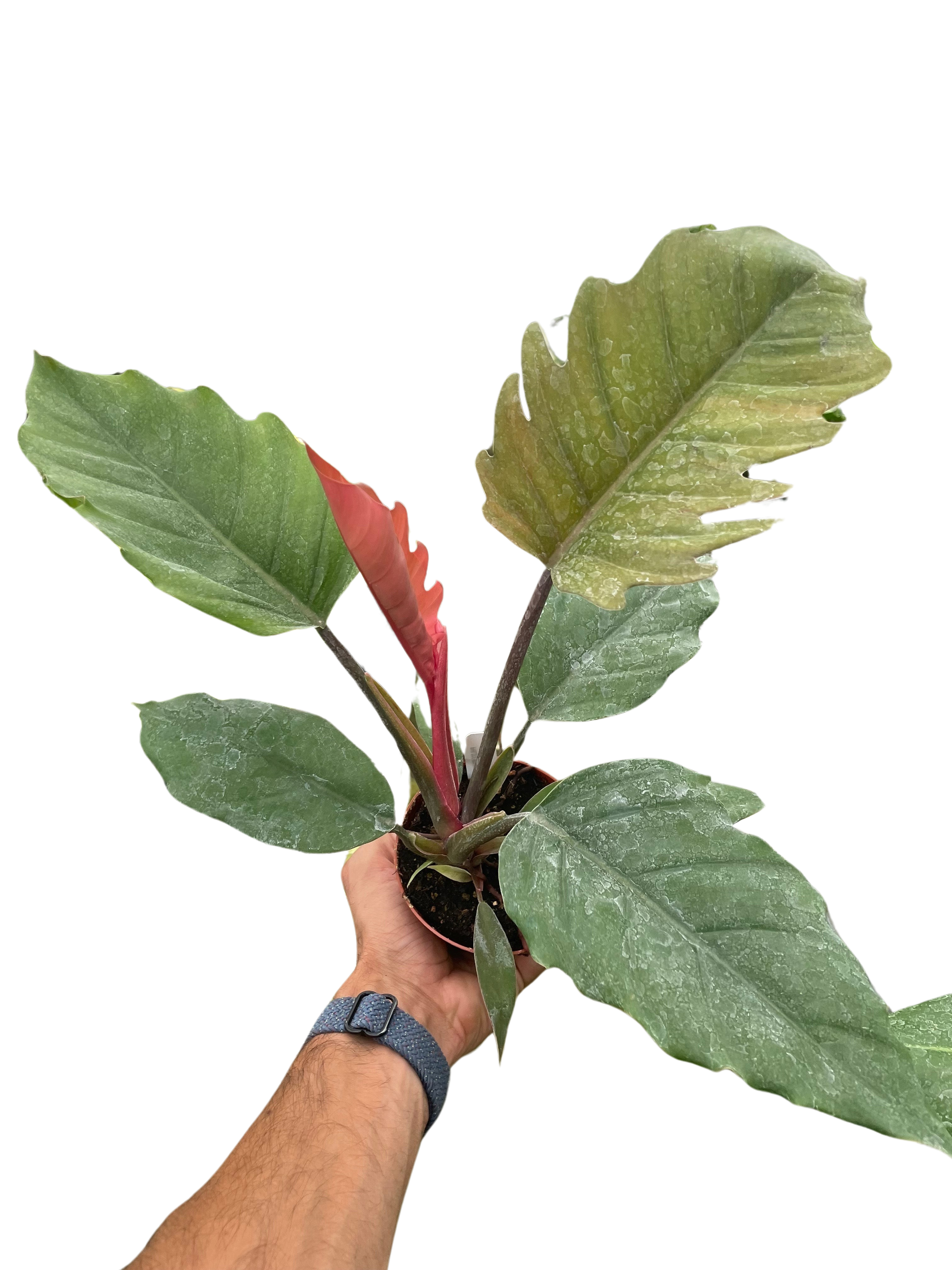 Philodendron Choco Empress - Holiday Corner