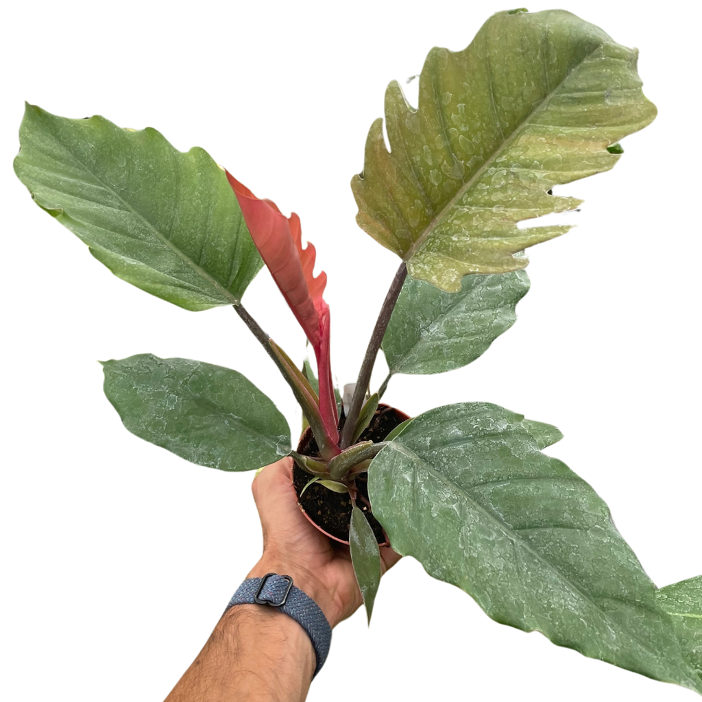 Philodendron Choco Empress - Holiday Corner