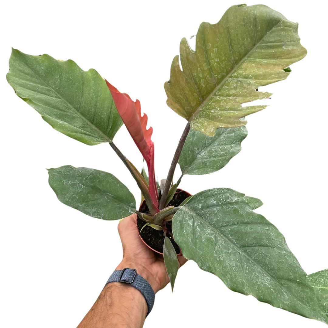Philodendron Choco Empress - Holiday Corner