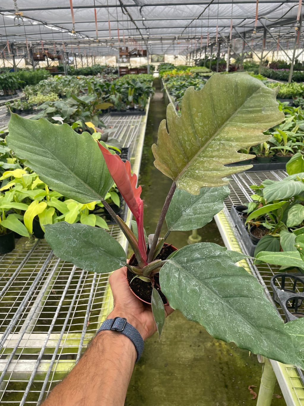 Philodendron Choco Empress - Holiday Corner