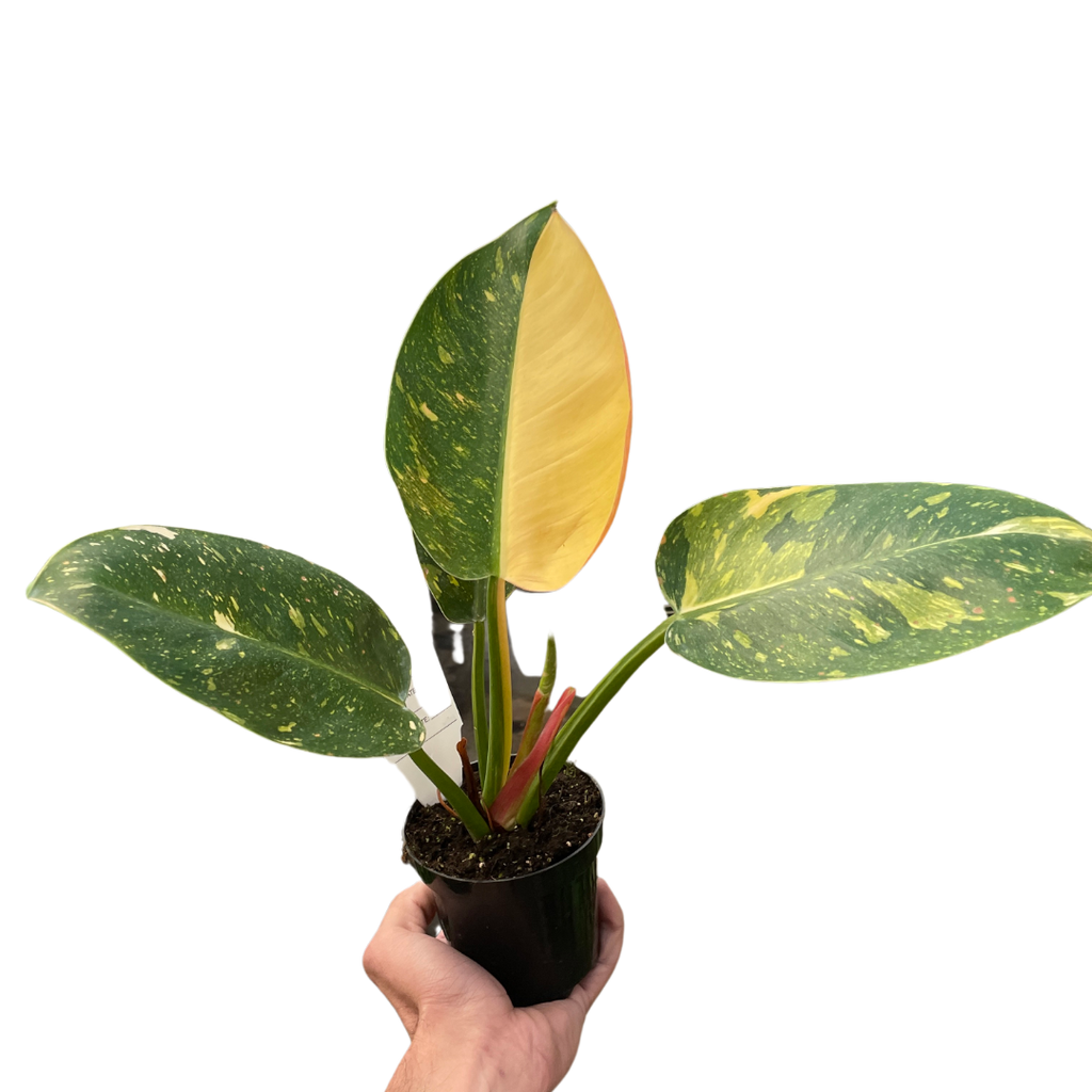 Philodendron 'Congo Green Variegated' - Holiday Corner