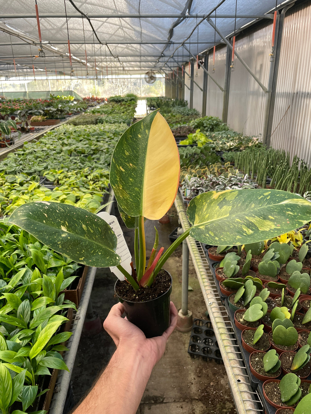 Philodendron 'Congo Green Variegated' - Holiday Corner