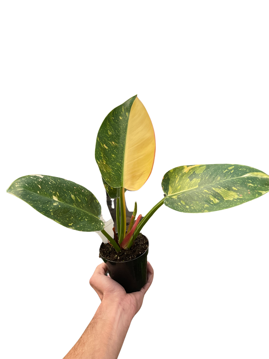 Philodendron 'Congo Green Variegated' - Holiday Corner