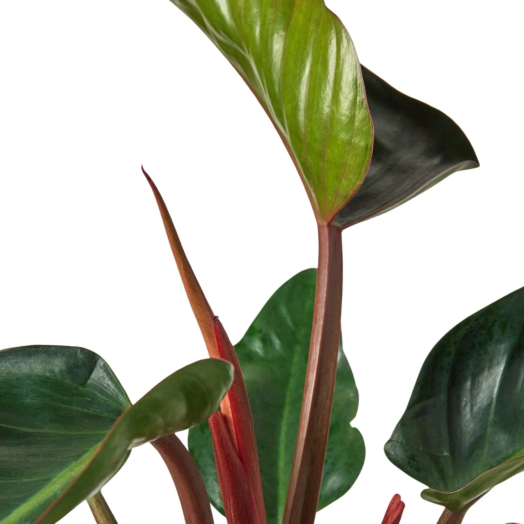 Philodendron 'Congo Rojo' - Holiday Corner