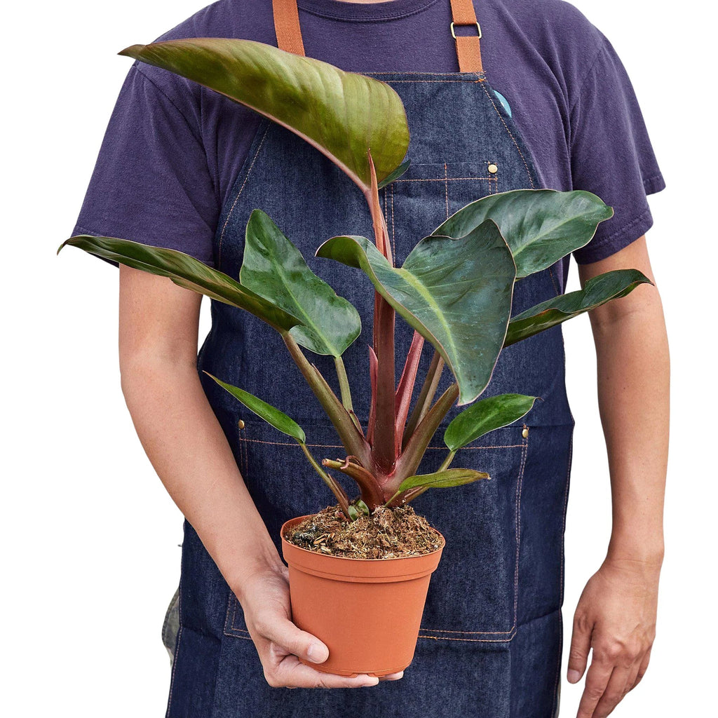 Philodendron 'Congo Rojo' - Holiday Corner
