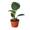 Philodendron 'Congo Rojo' - Holiday Corner
