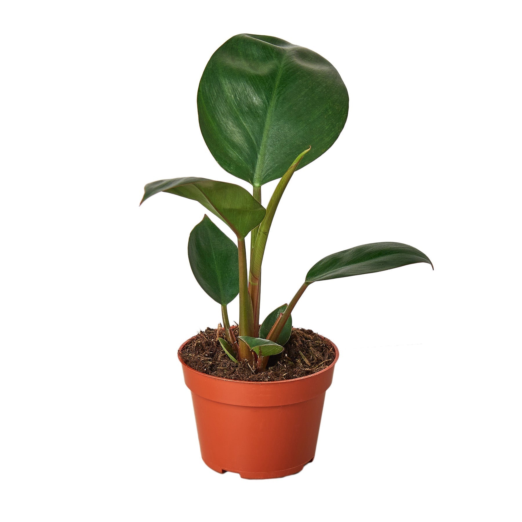 Philodendron 'Congo Rojo' - Holiday Corner