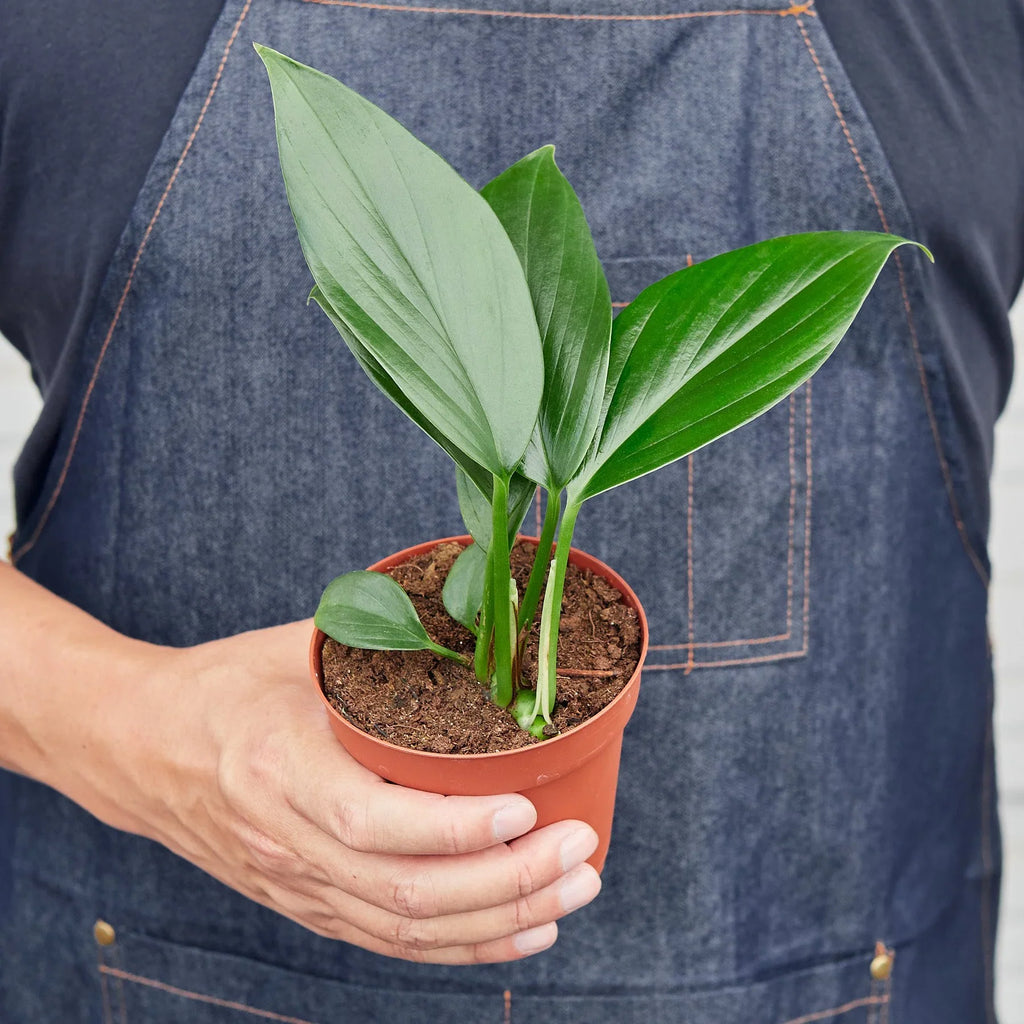 Philodendron 'Dragon Tail' - Holiday Corner