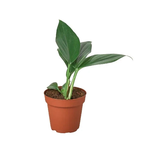 Philodendron 'Dragon Tail' - Holiday Corner